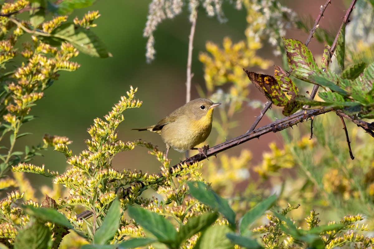Common Yellowthroat - ML273847731