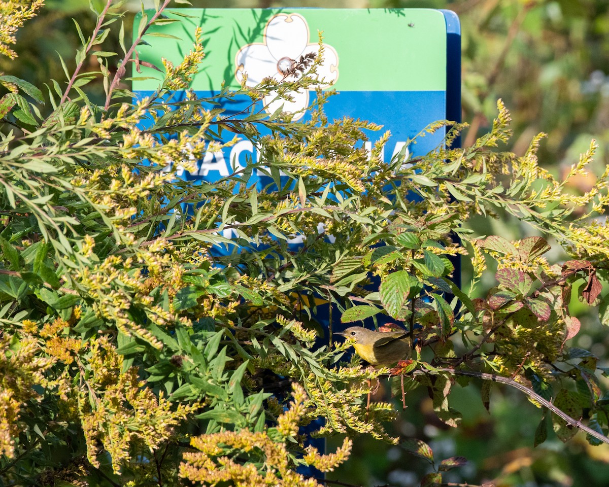 Common Yellowthroat - ML273847851