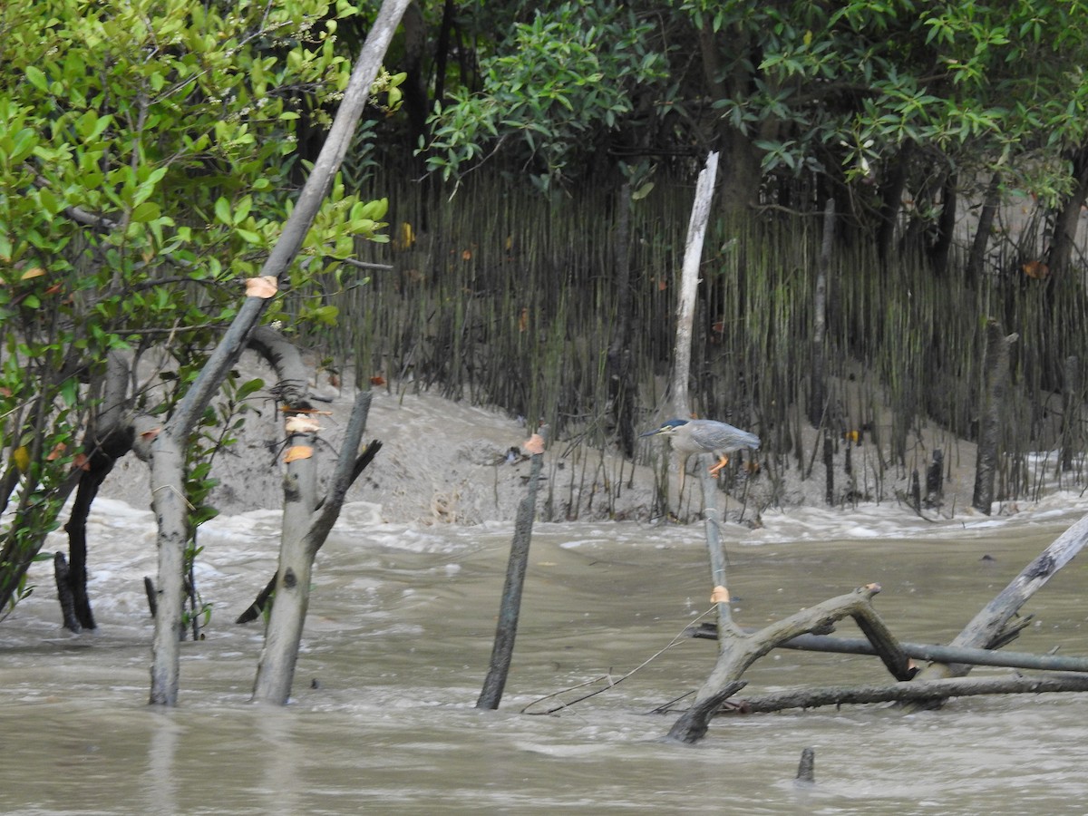 Striated Heron - Alexandra Field