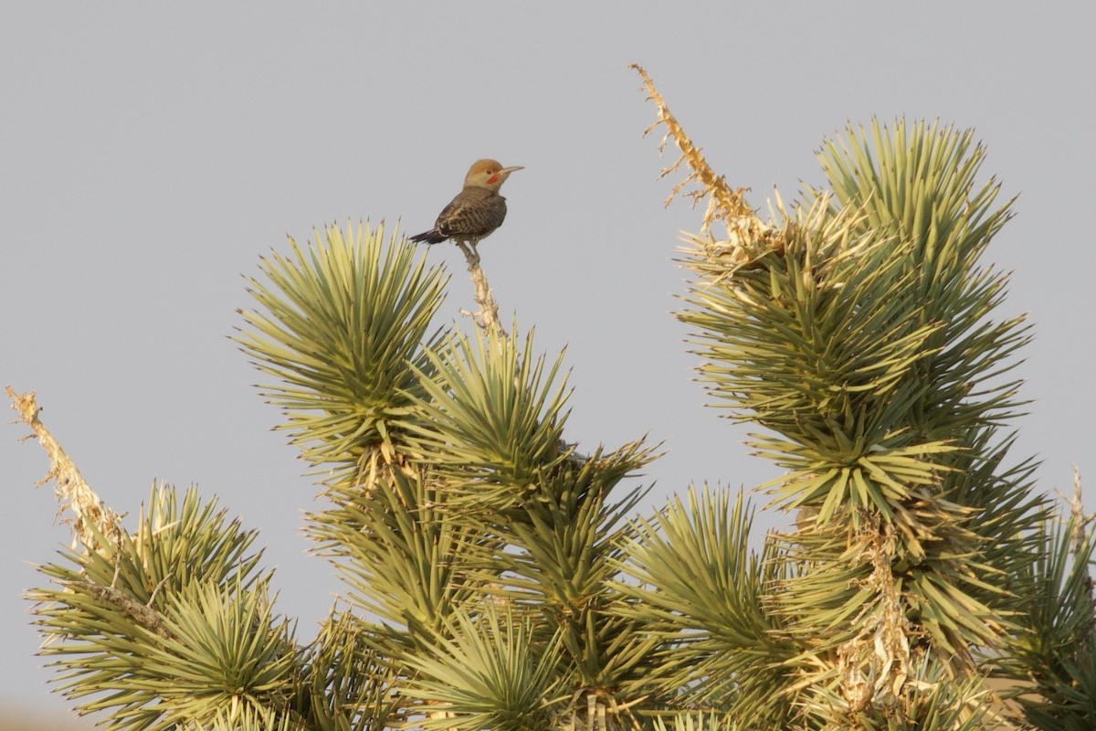 Gilded Flicker - ML273851061