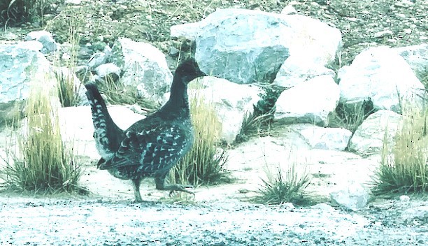 Dusky Grouse - Kristin Purdy