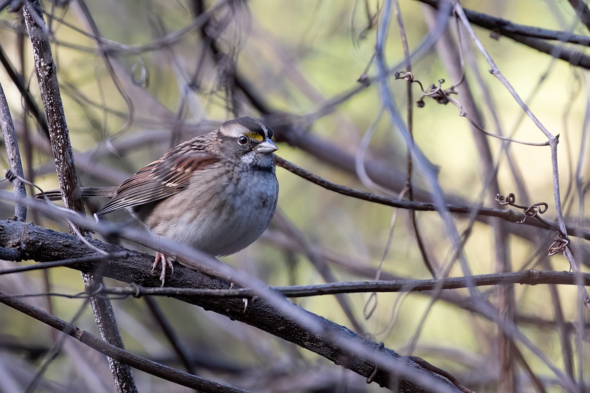 White-throated Sparrow - ML273852741