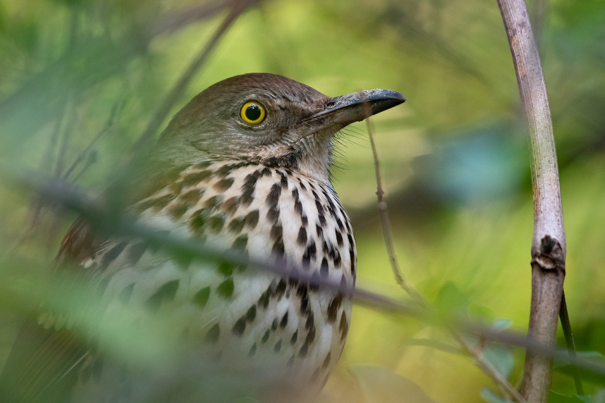 Brown Thrasher - ML273852751