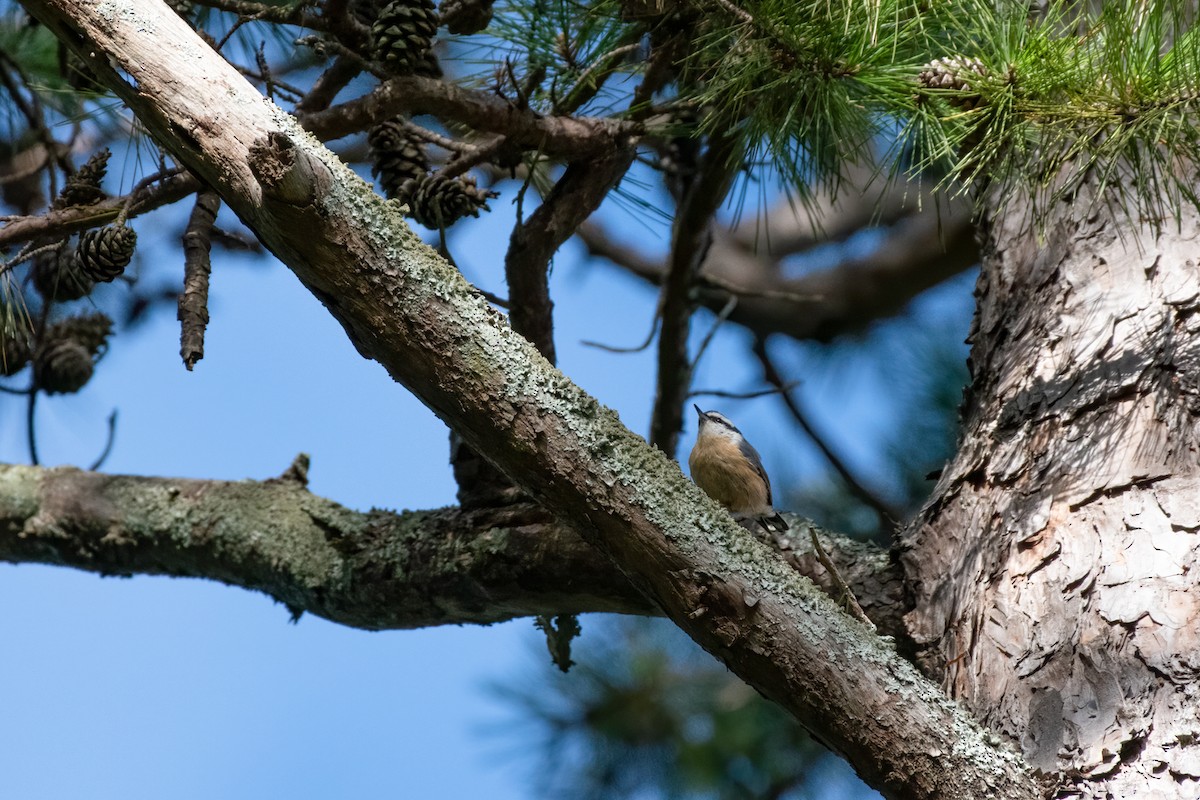 Red-breasted Nuthatch - ML273852871