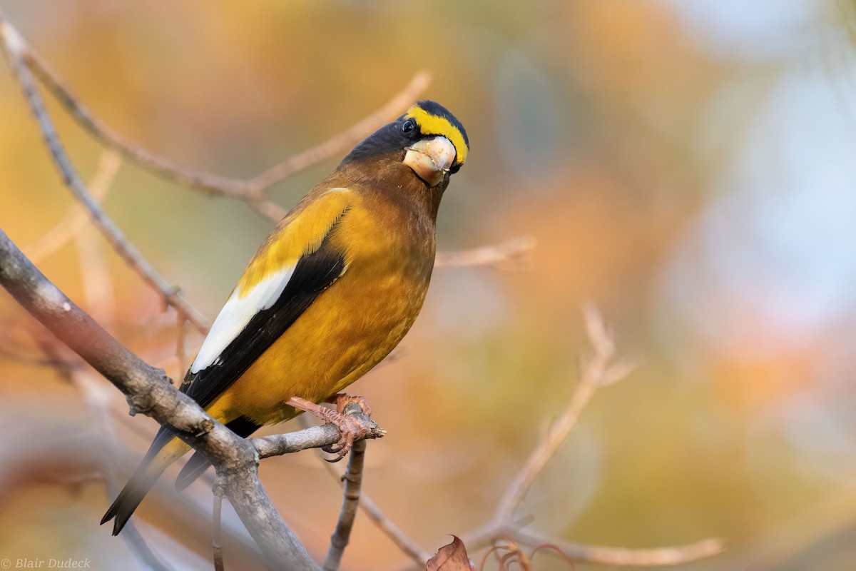 Evening Grosbeak - ML273852991