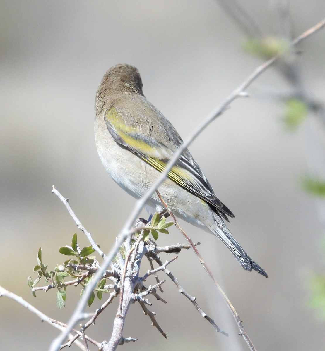 Lawrence's Goldfinch - Liz DeMoultrie