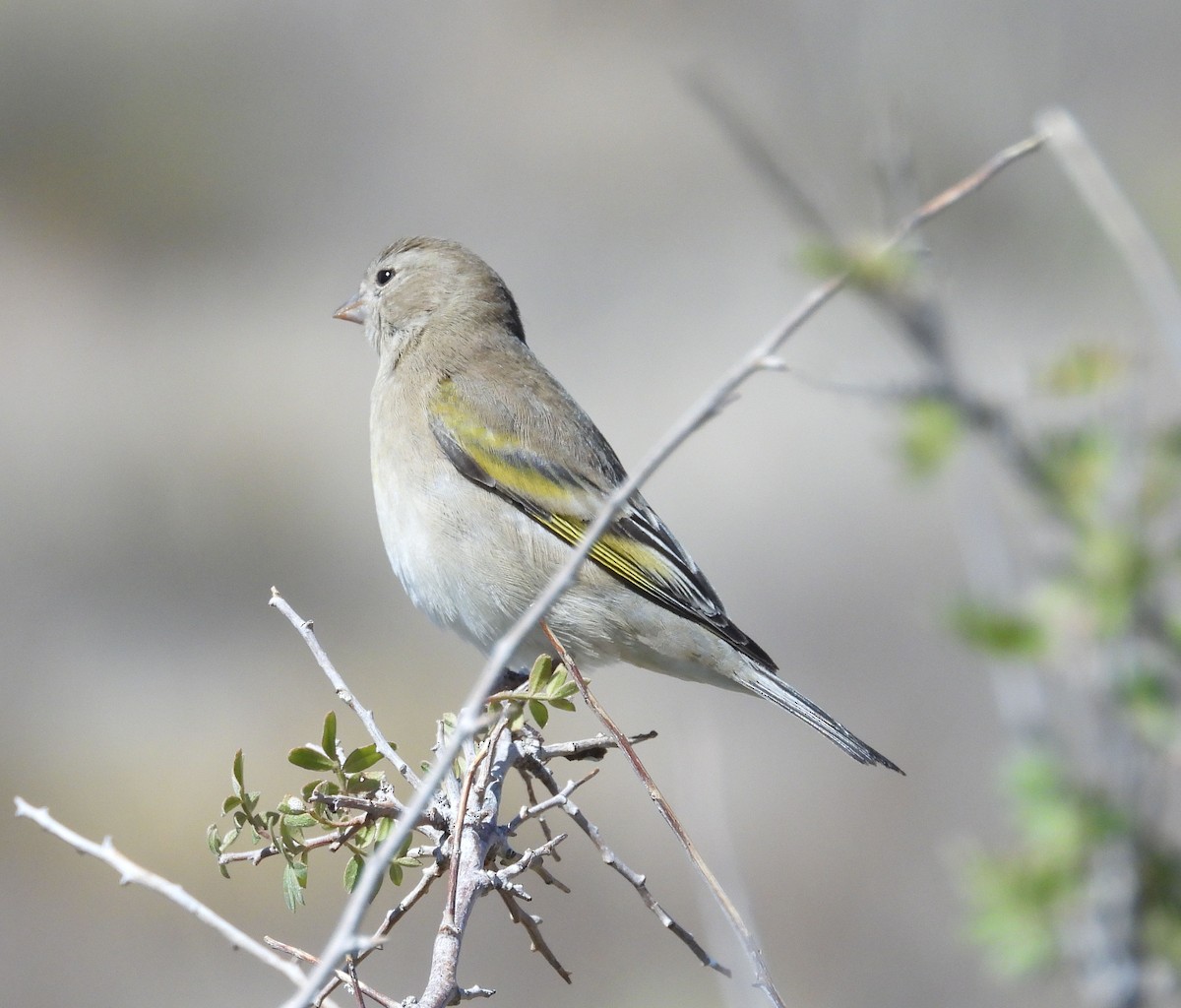 Lawrence's Goldfinch - Liz DeMoultrie