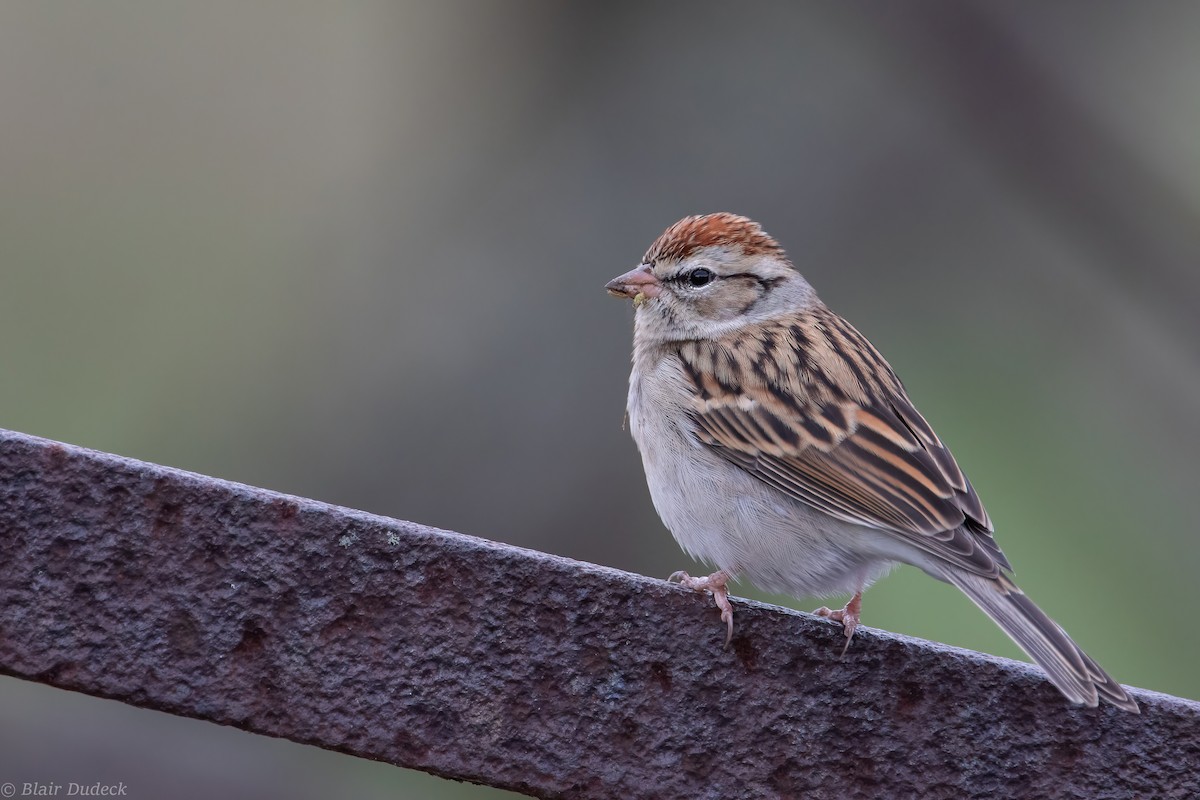 Chipping Sparrow - Blair Dudeck