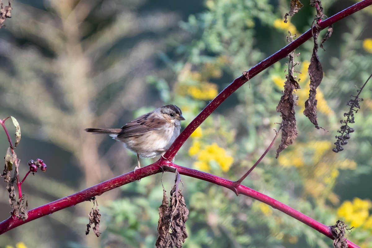Swamp Sparrow - ML273854191