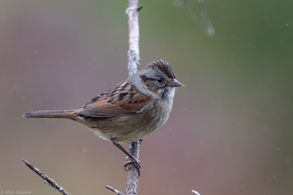 Swamp Sparrow - Blair Dudeck