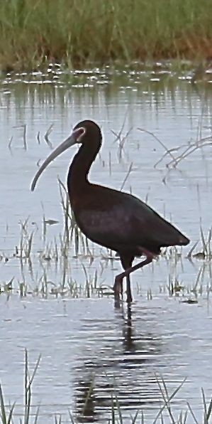 White-faced Ibis - Charles Lyon