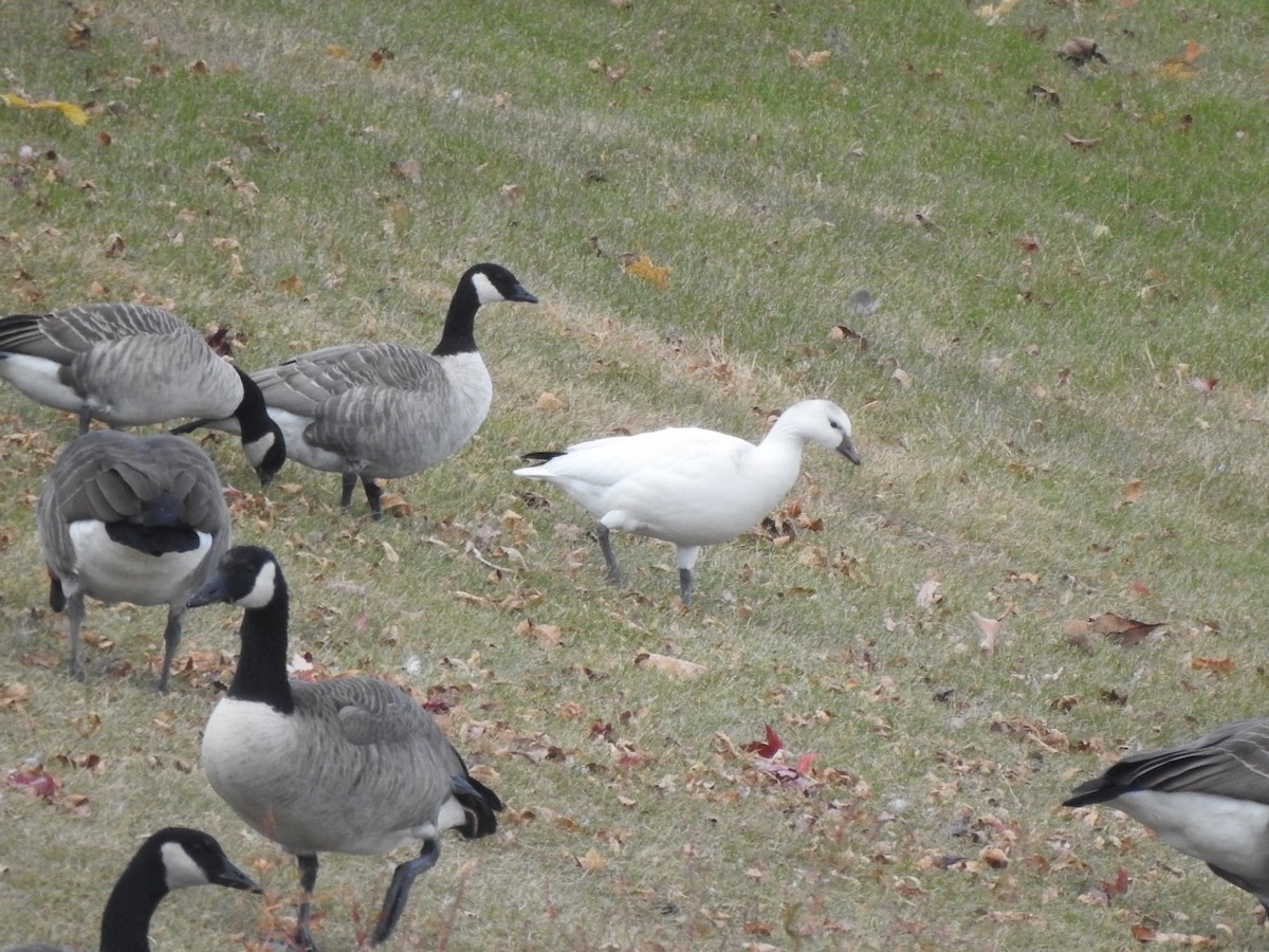 Ross's Goose - ML273856441