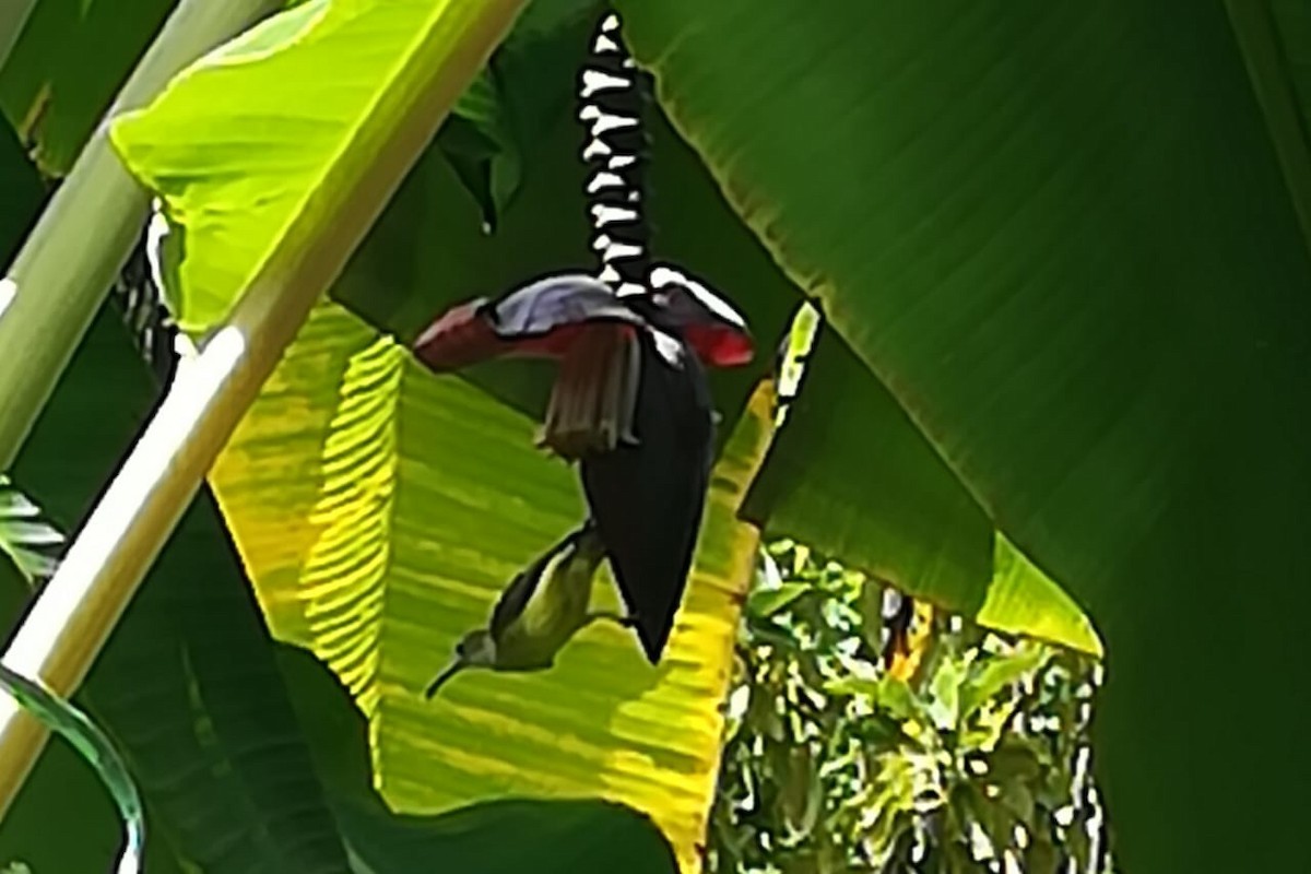 Little Spiderhunter - ML273856901