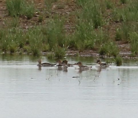 מרגון בינוני - ML27385751