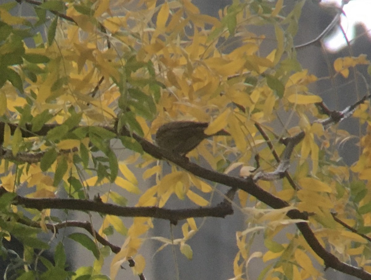 Lincoln's Sparrow - ML273861061