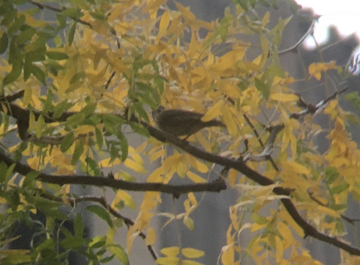 Lincoln's Sparrow - ML273861071