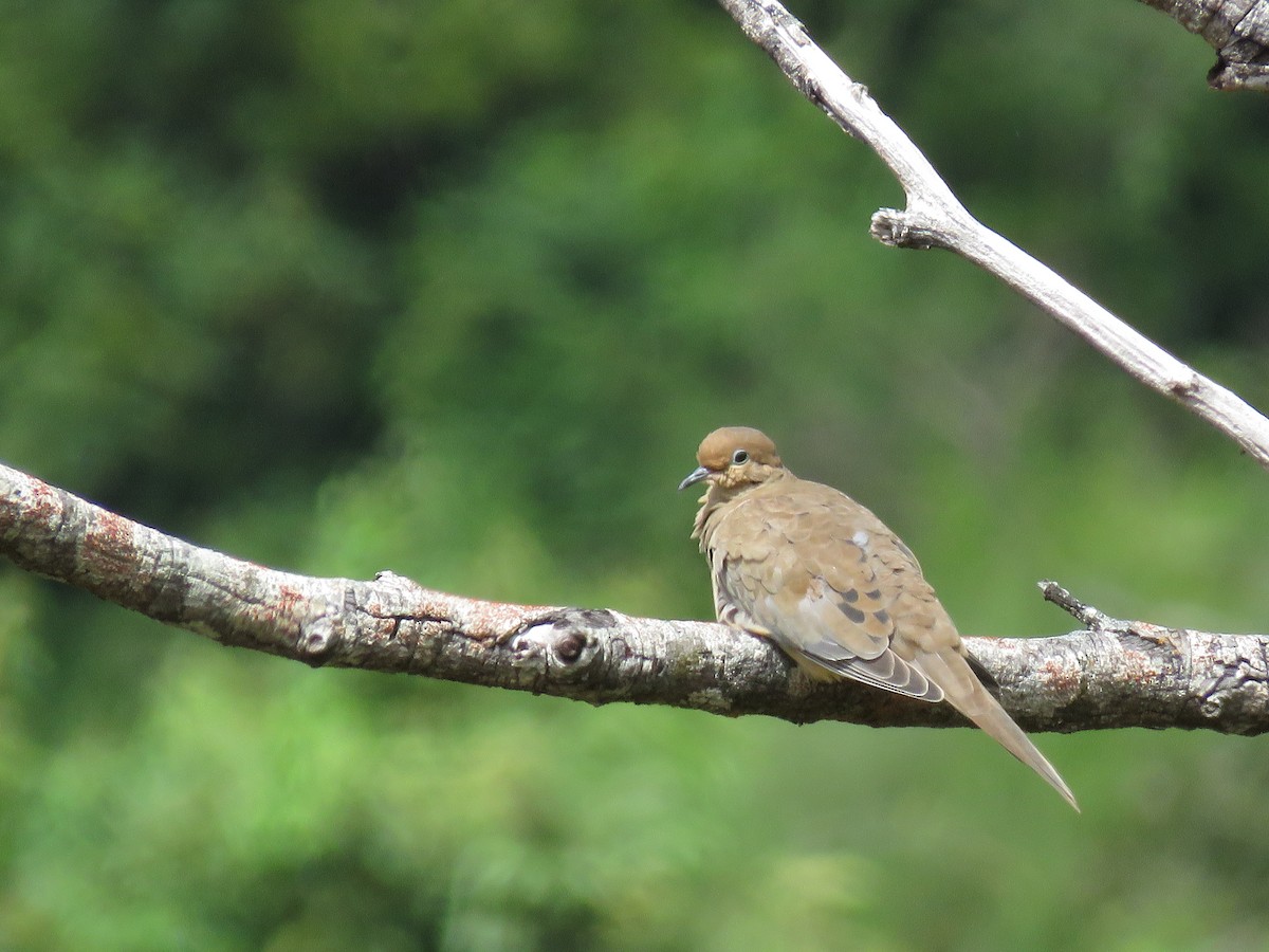 Mourning Dove - ML273861131