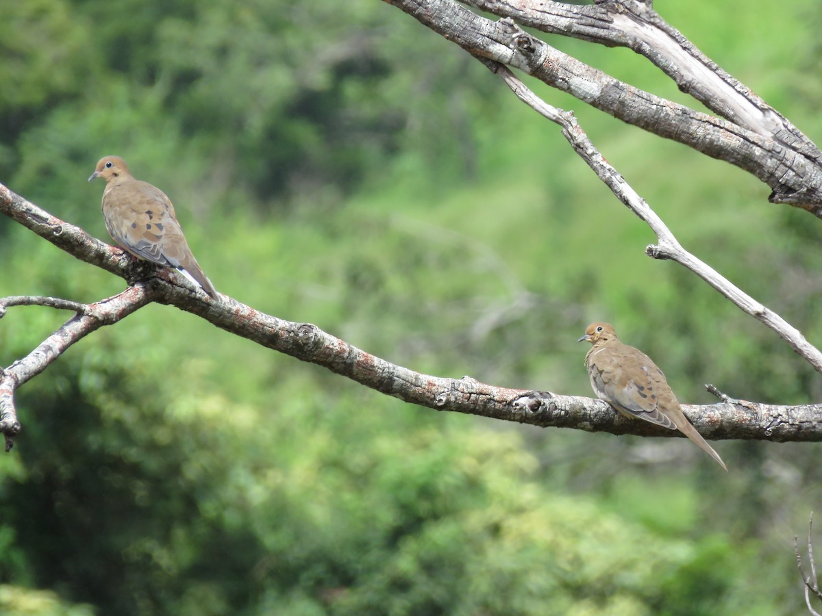 Mourning Dove - ML273861231