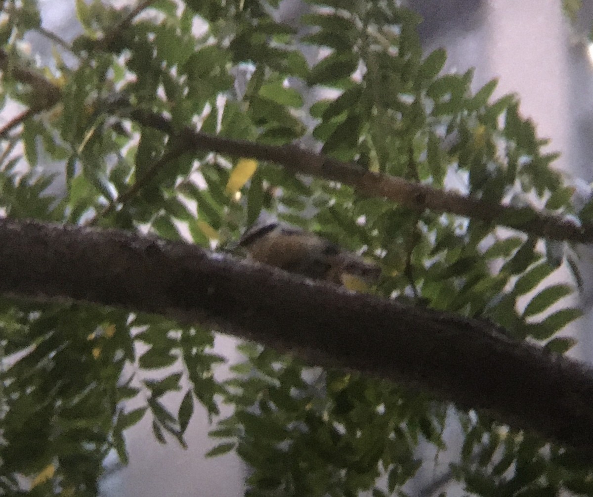 Red-breasted Nuthatch - ML273861321