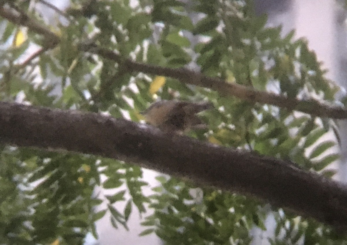 Red-breasted Nuthatch - ML273861331