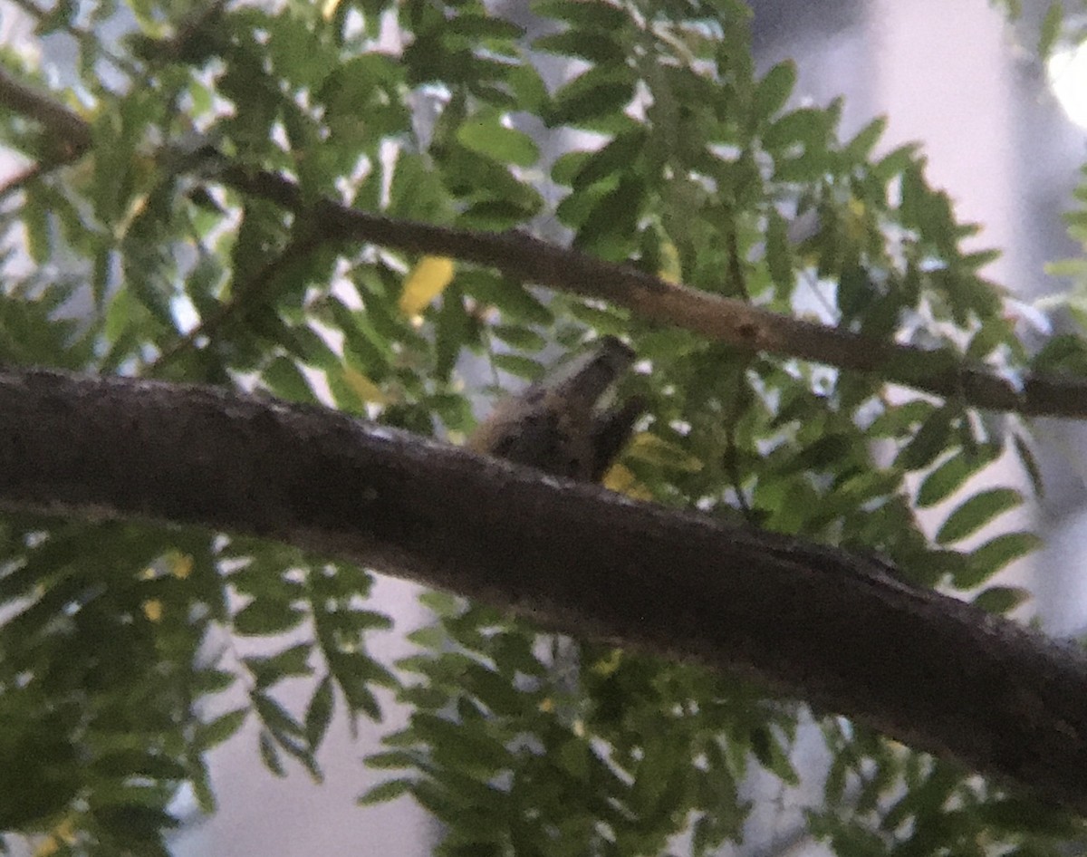 Red-breasted Nuthatch - ML273861341