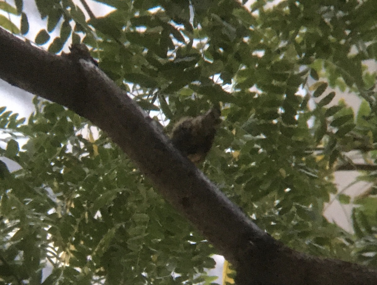 Red-breasted Nuthatch - ML273861351