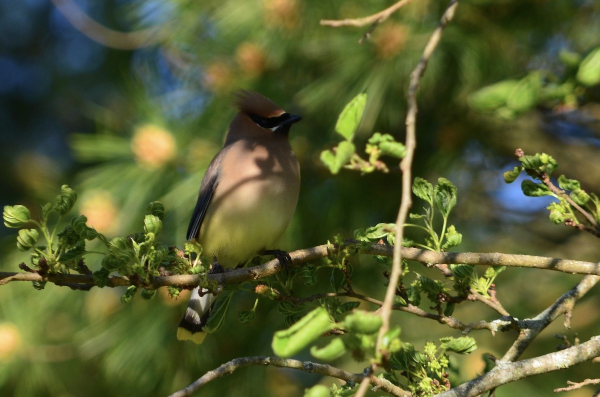 Cedar Waxwing - ML273862461