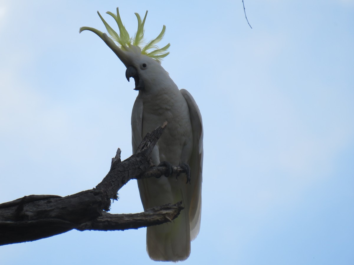 Sulphur-crested Cockatoo - ML273862581