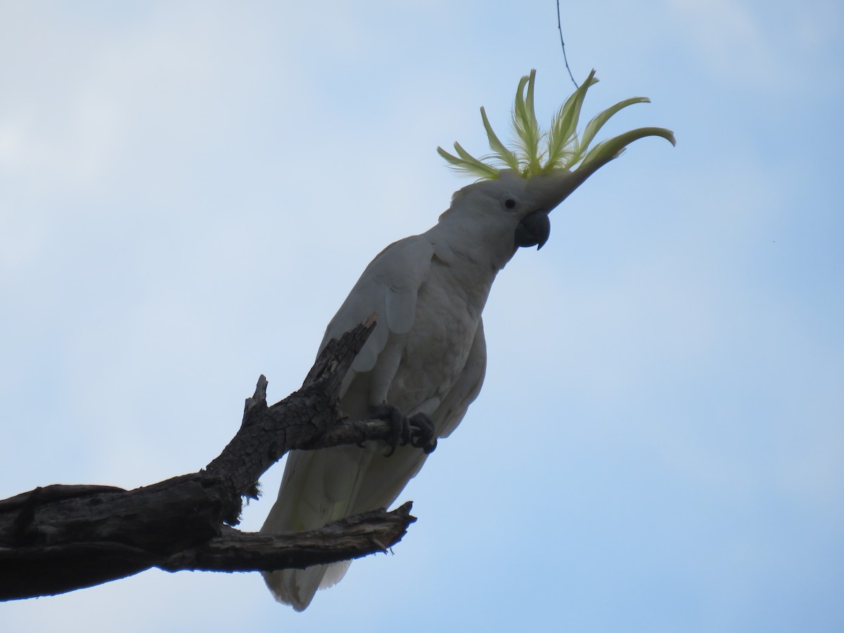 Sulphur-crested Cockatoo - ML273862601
