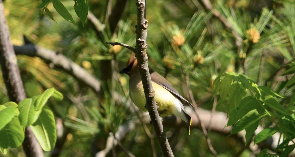 Cedar Waxwing - ML273862631