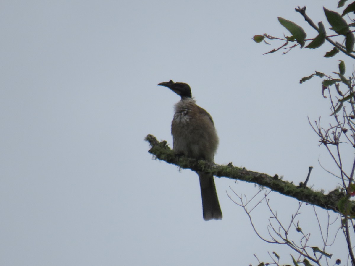 Noisy Friarbird - ML273862691