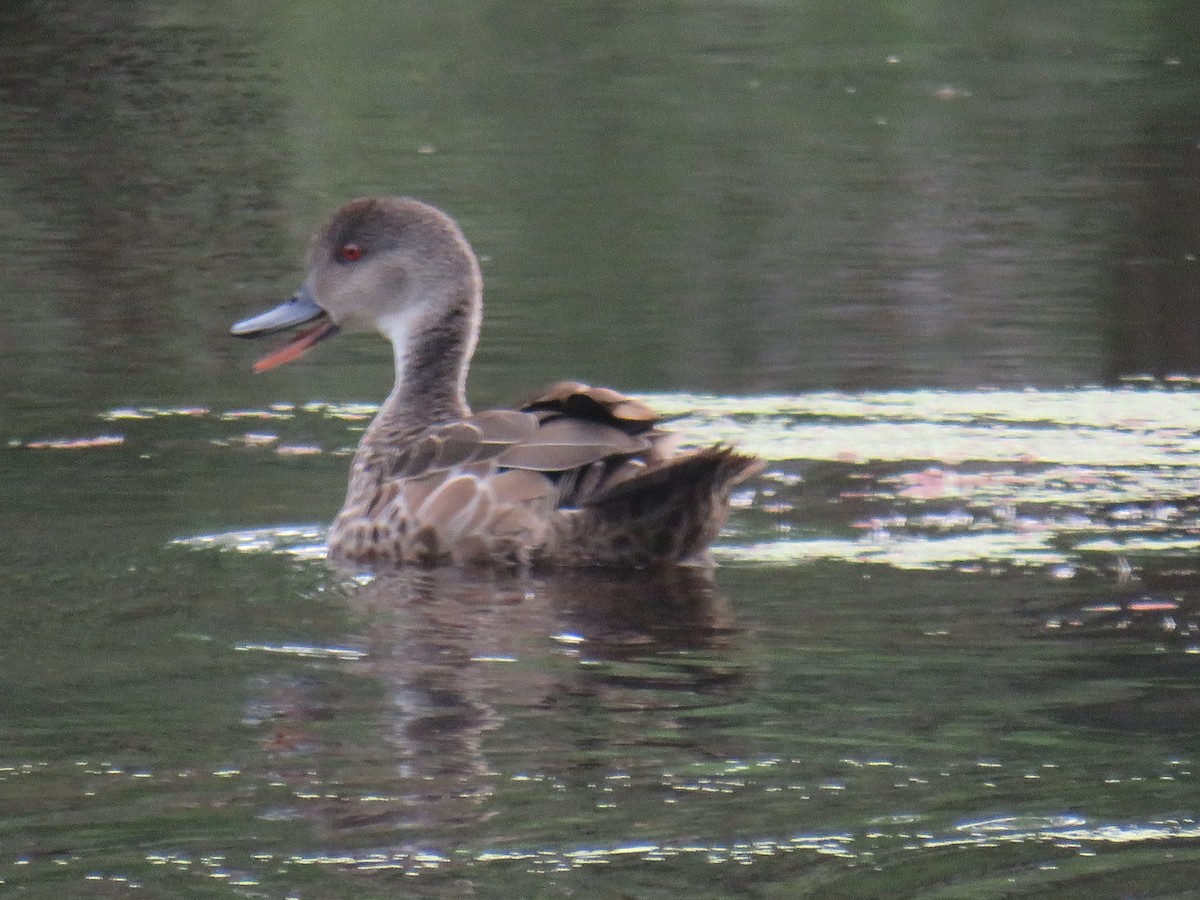 Gray Teal - ML273862761