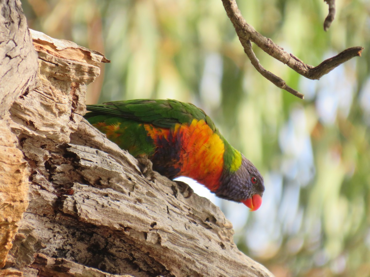 Rainbow Lorikeet - ML273863351