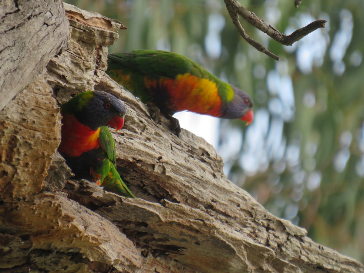 Rainbow Lorikeet - ML273863371