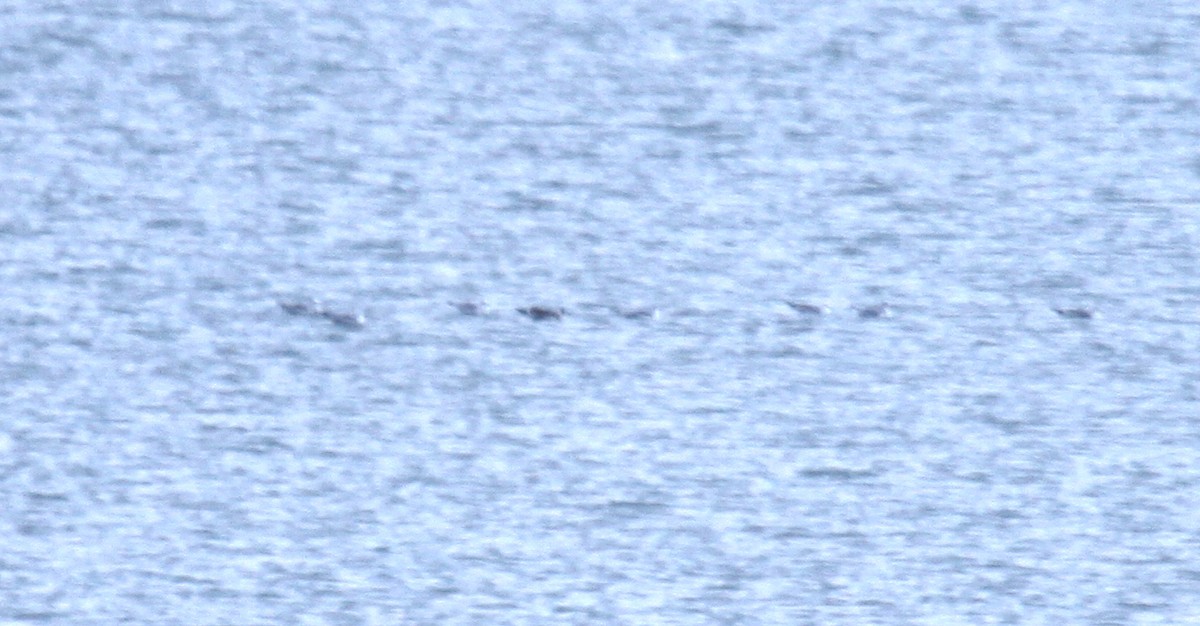 Franklin's Gull - ML273864151