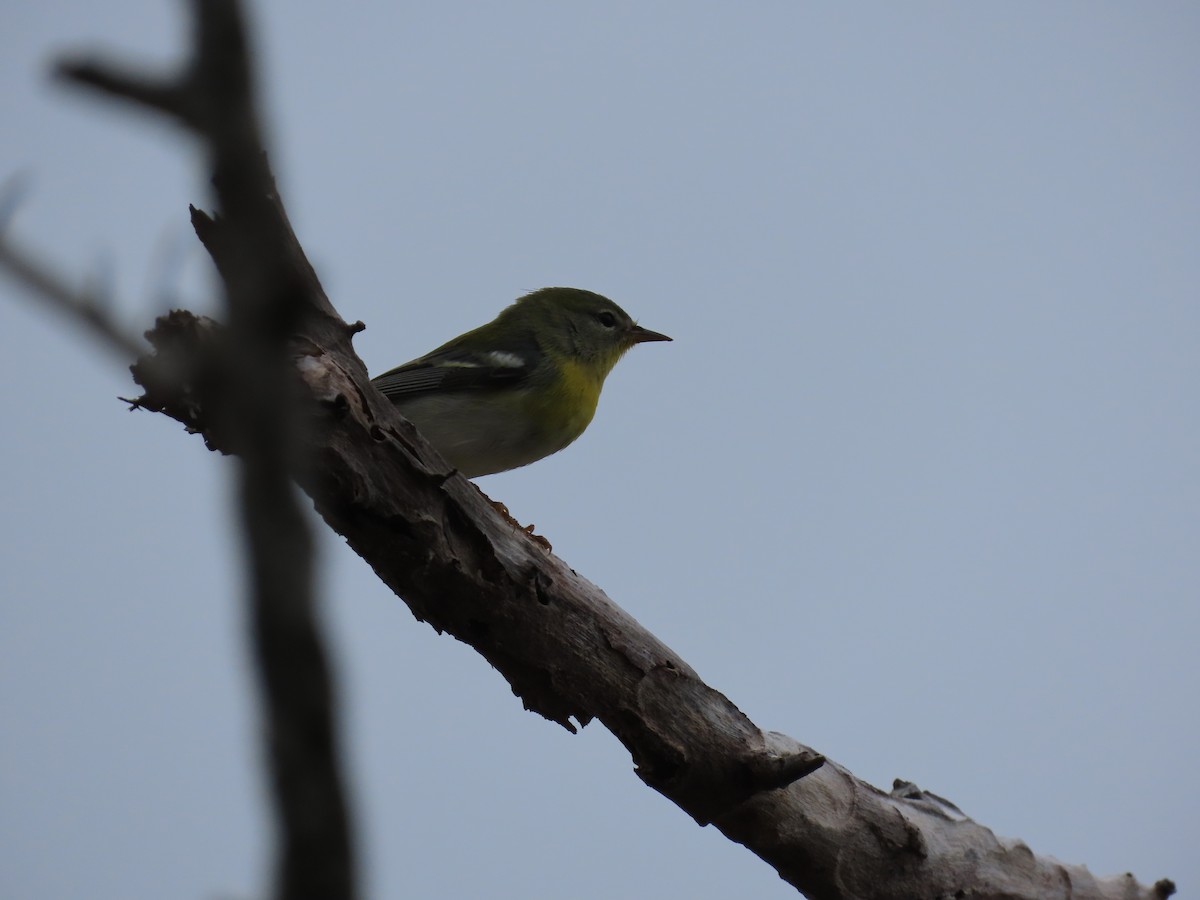 Northern Parula - ML273865401