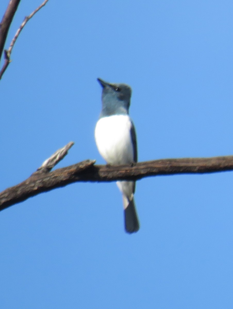 Leaden Flycatcher - ML273865471