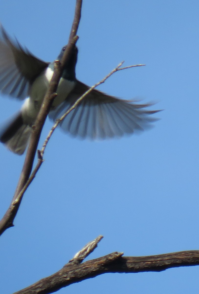 Leaden Flycatcher - ML273865501