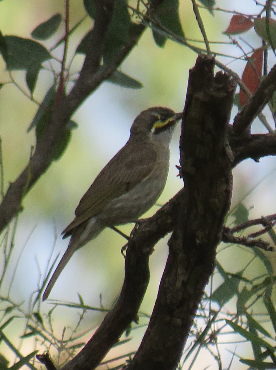 Yellow-faced Honeyeater - ML273865531