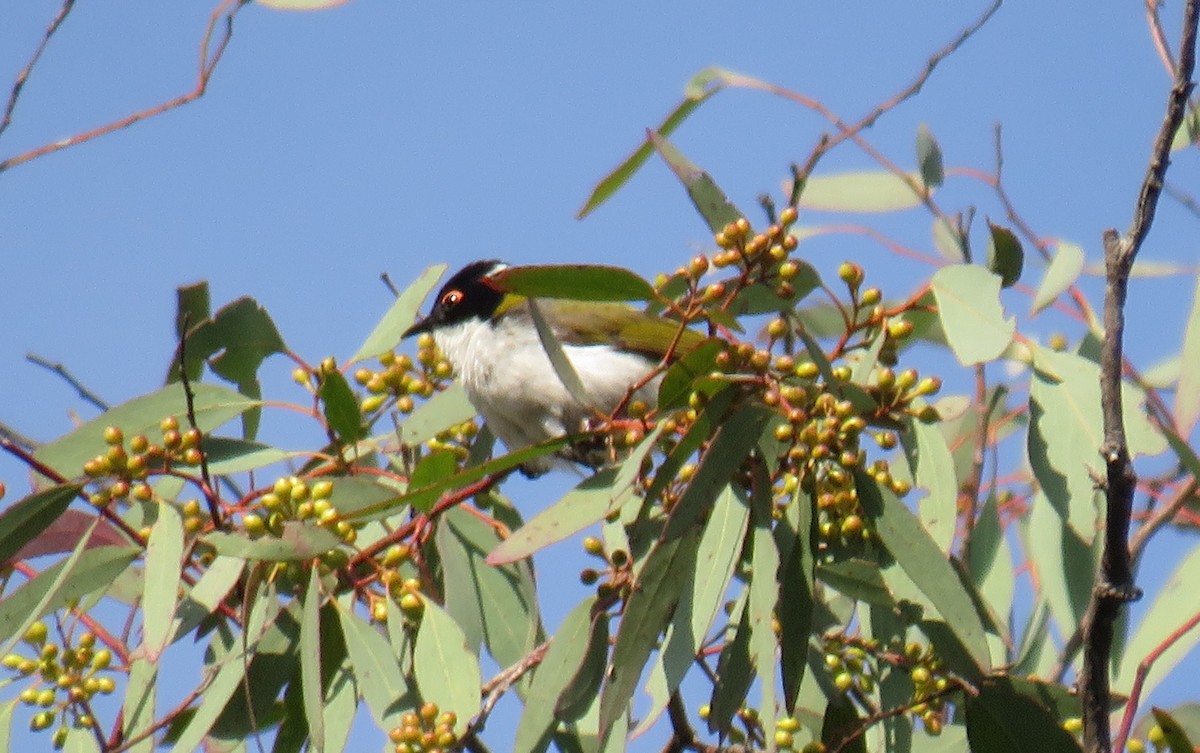 White-naped Honeyeater - ML273865551