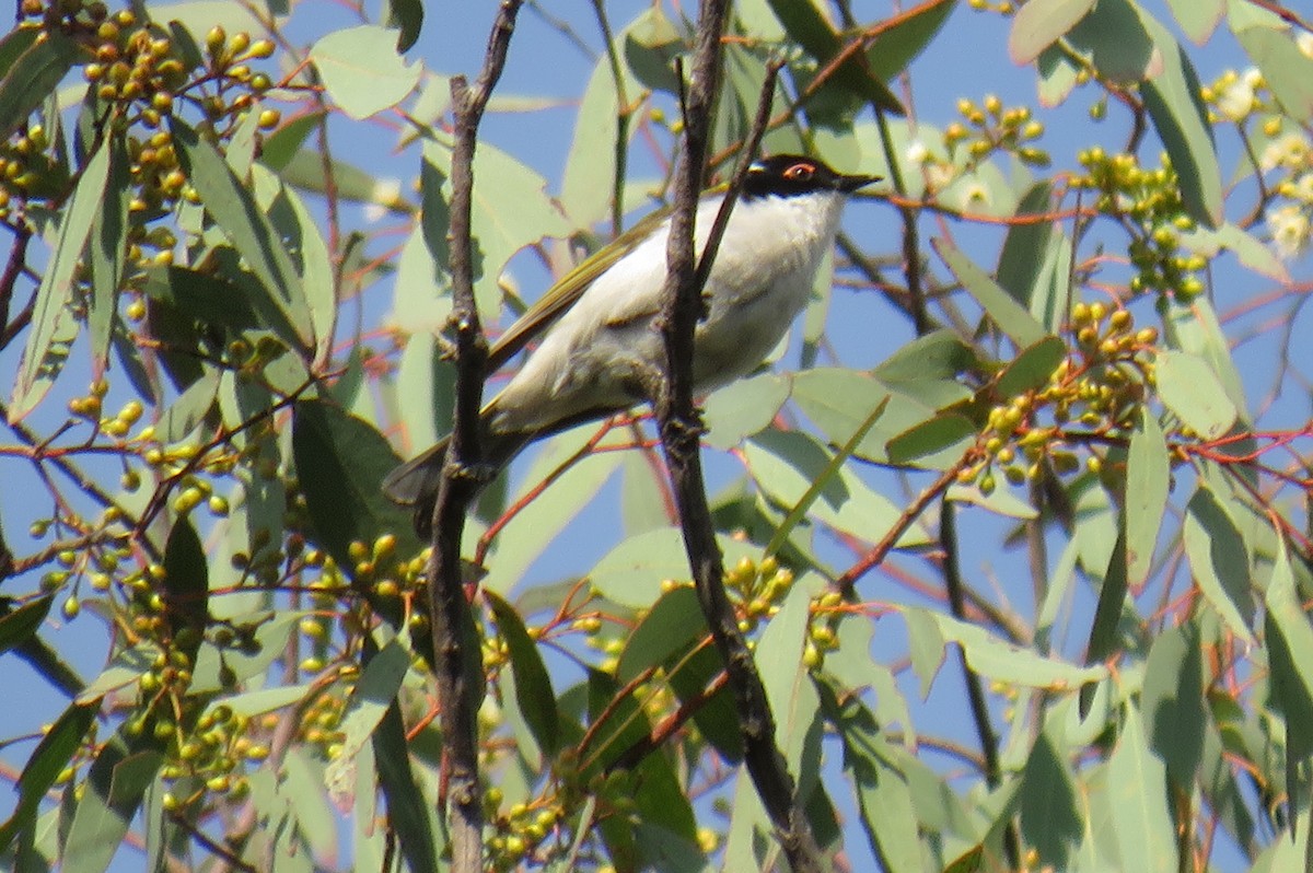 White-naped Honeyeater - ML273865571