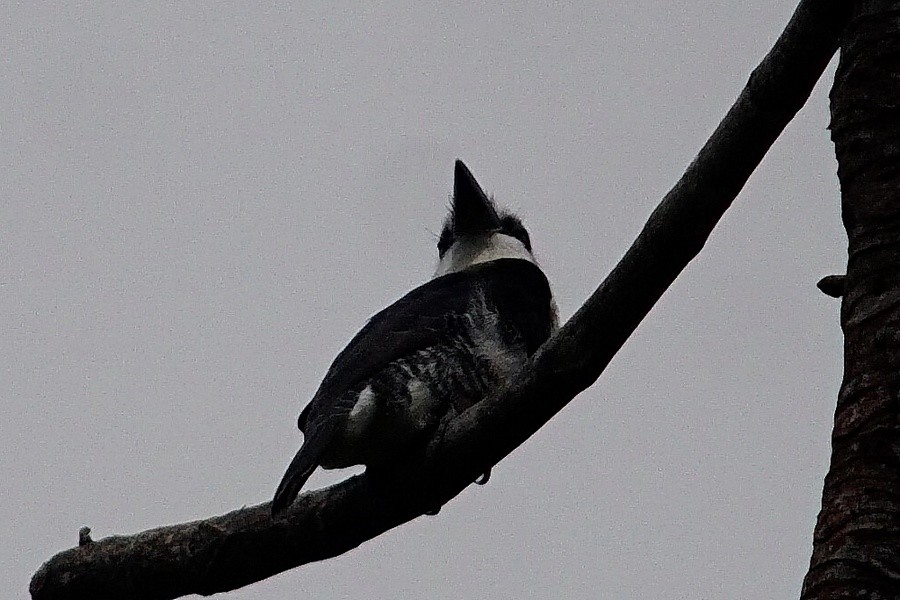 White-necked Puffbird - ML273866431