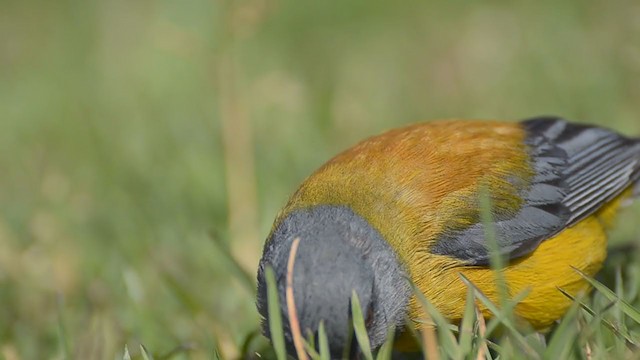 Patagonian Sierra Finch - ML273866551