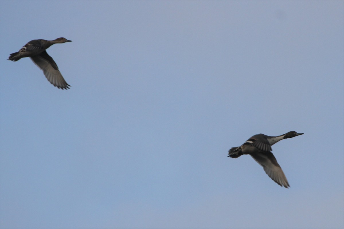 Northern Pintail - David Bailey