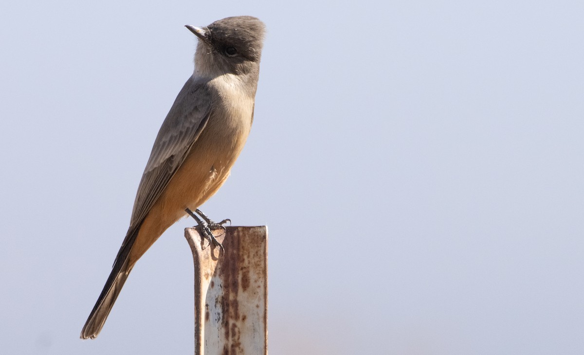 Say's Phoebe - ML273869141