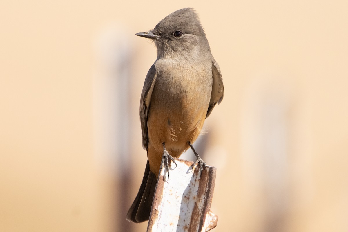 Say's Phoebe - ML273869551