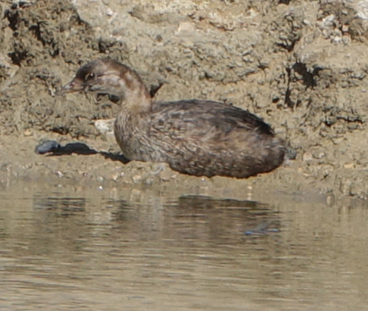 Pied-billed Grebe - ML273870161