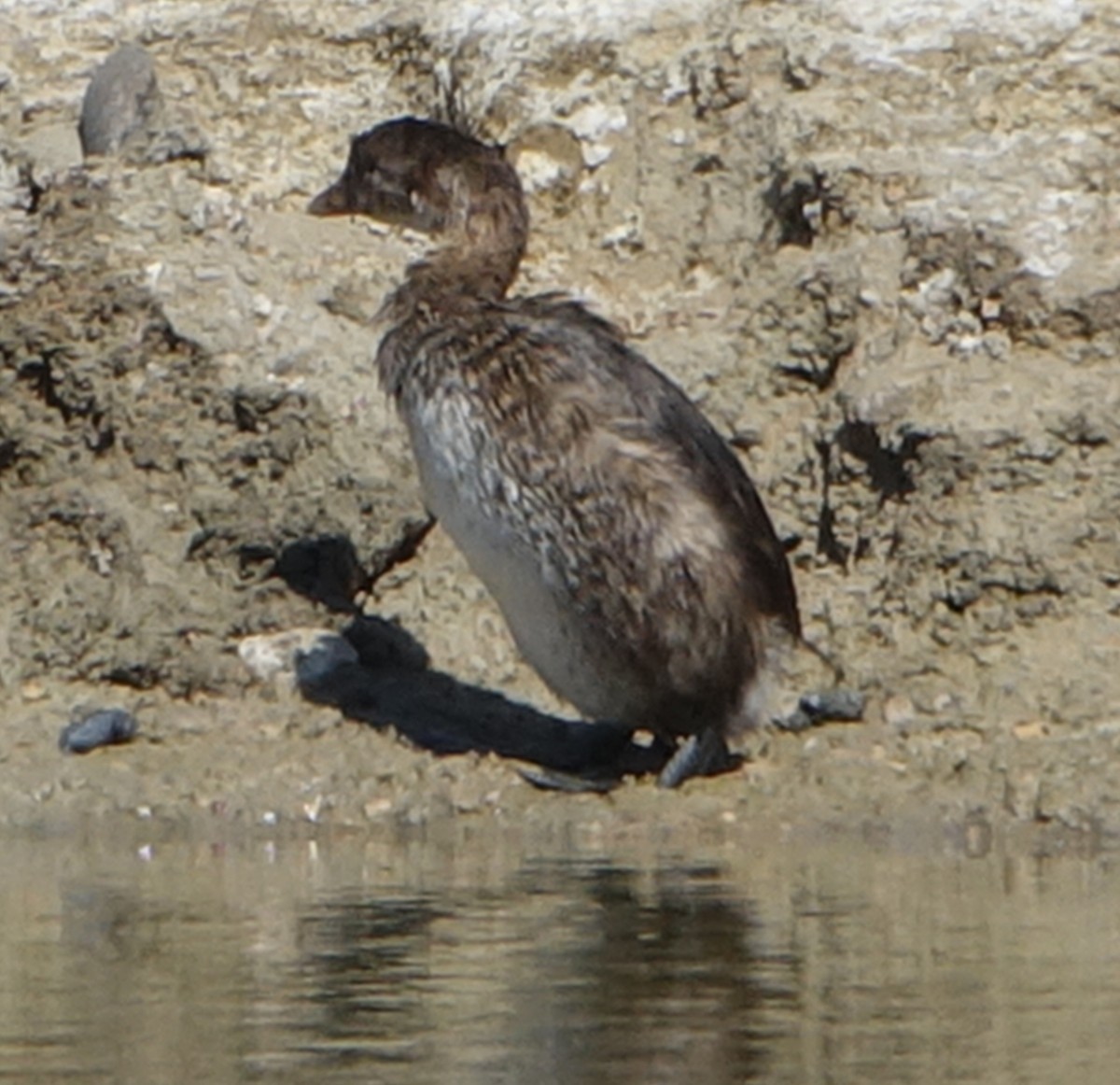 Pied-billed Grebe - ML273870281