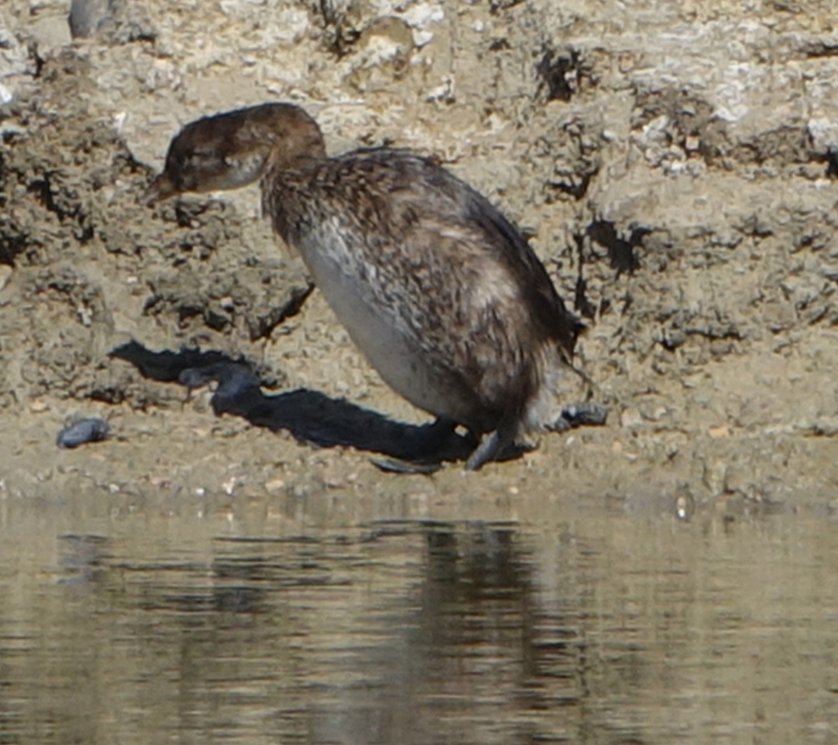 Pied-billed Grebe - ML273870291