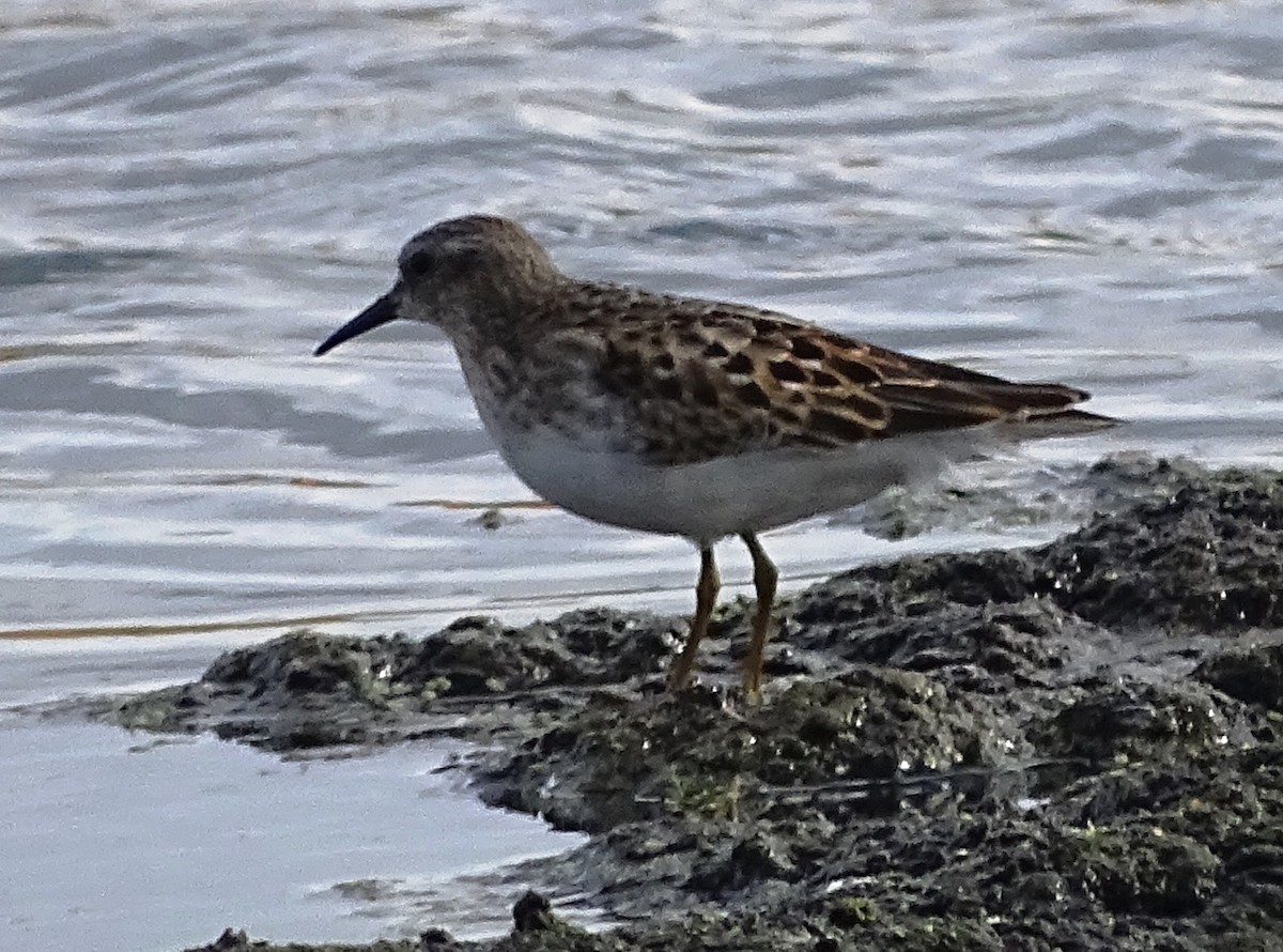 Least Sandpiper - Peter  Dy-Liacco